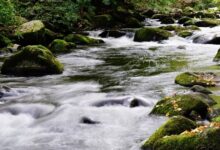 جنگل جیغ مشهد