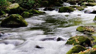 آشنایی با جنگل جیغ مشهد جنگل جیغ مشهد