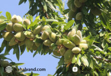 قیمت بادام؛ تحلیلی از ارزش بادام در بازار جهانی! بهترین ارقام نهال بادام پیوندی