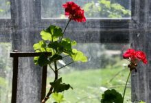 نبض گیاه: بهترین زمان و فواصل آبیاری