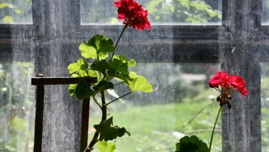 نبض گیاه: بهترین زمان و فواصل آبیاری