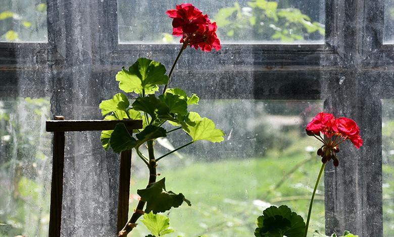 نبض گیاه: بهترین زمان و فواصل آبیاری