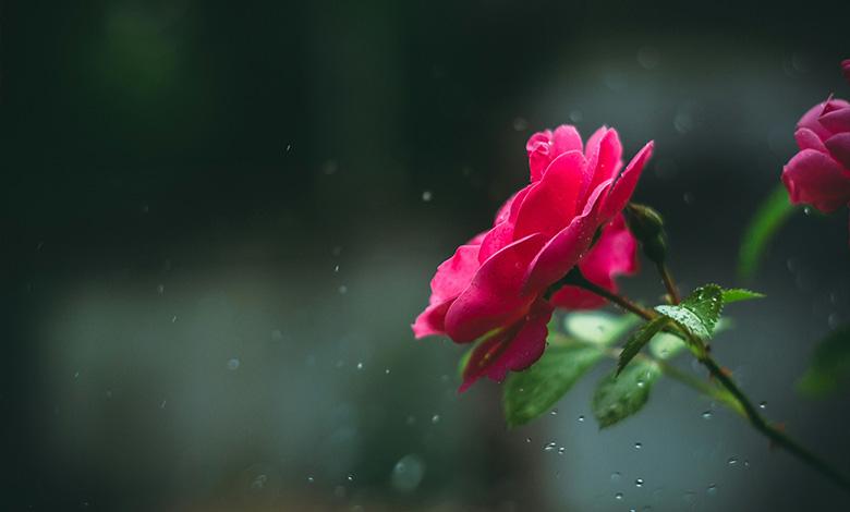 مطالعه موردی: تفاوت آبیاری رز گلدانی، تازه و بالغ